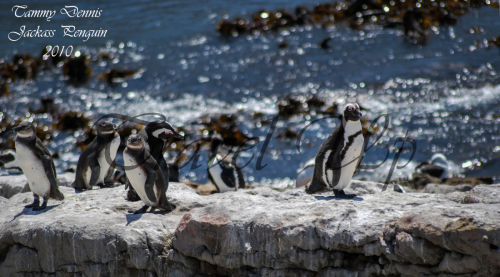 Jackass penguin Betty's bay 