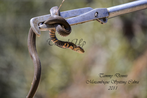 Mozambique spitting cobra Shephards tree lodge Pilanesberg 