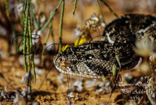 Puff adder Kagga kamma 