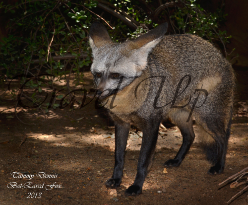 Bat eared foxCango wildlife ranch 