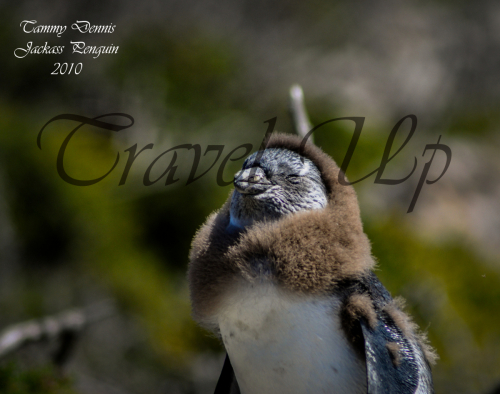 Jackass penguin Betty's bay 