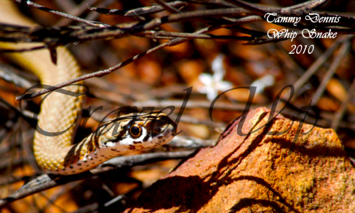 Whip snake kagga kamma 