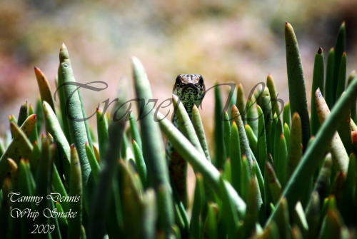 Whip snake kagga kamma 