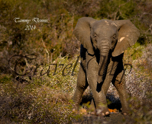 African elephant Kuzuko lodge 