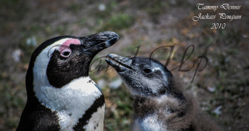 Jackass penguin Betty's bay 