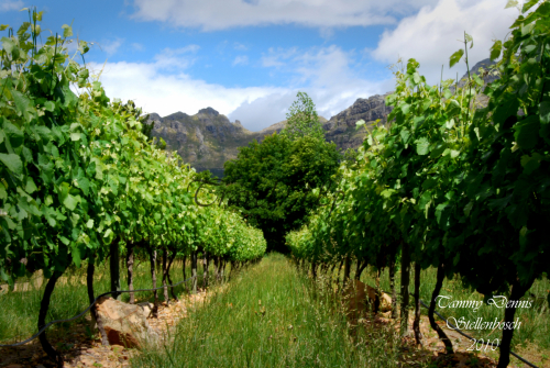 Stellenbosch 