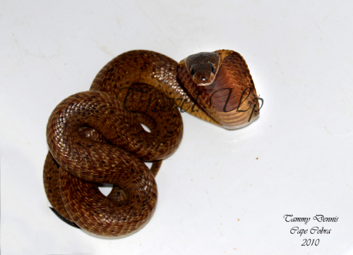 Cape cobra Cederberg 