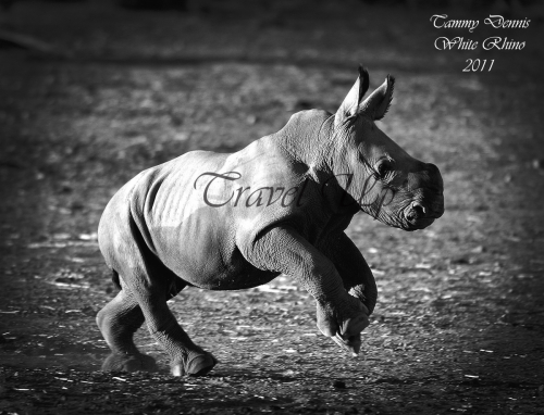 White rhino calf 2 months 