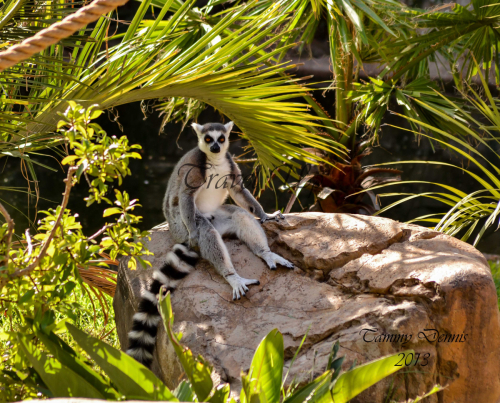 Lemur Cango wildlife ranch 