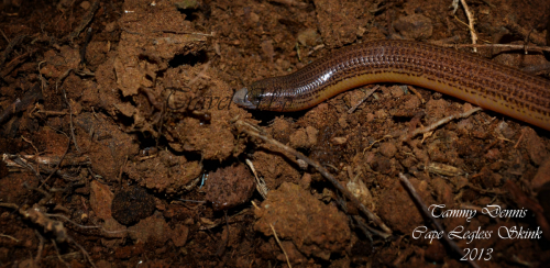 Cape legless skink Addo elephant NP