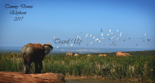 African elephants Addo elephant NP