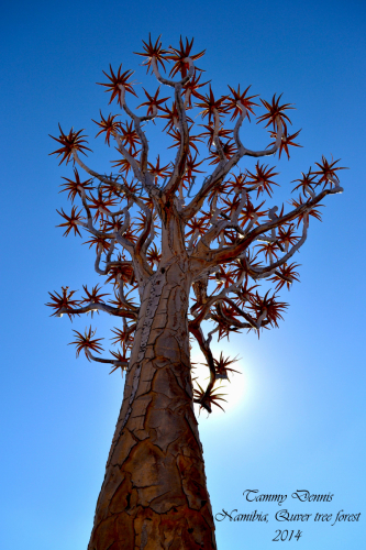 Quiver treeQuiver tree forest Namibia 