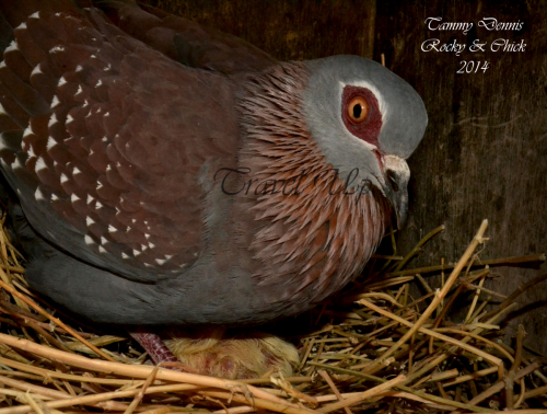 Speckled pigeon  