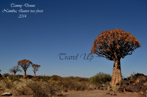 Quiver tree forestNamibia 